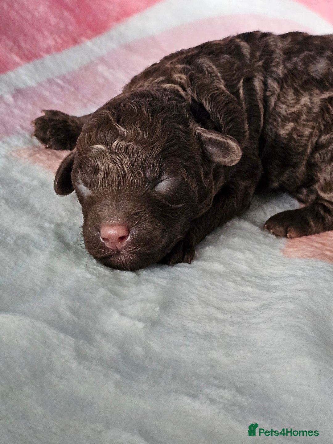 Miniature Poodle dogs for sale: Very well bred, health tested parents  - Image 1