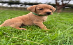 Labrador Retriever dogs for sale: Fox Red Labrador Retrievers - Image 11
