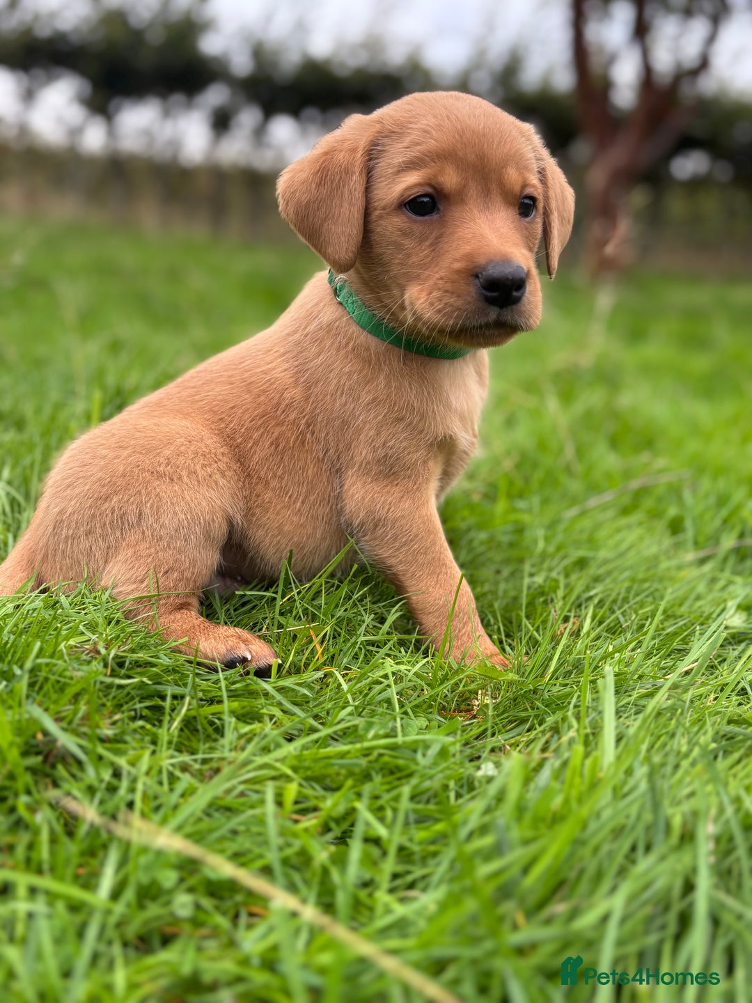 Labrador Retriever dogs for sale: Fox Red Labrador Retrievers - Image 11