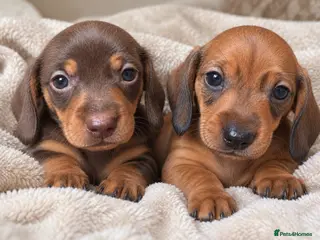 Miniature Dachshund dogs 🤍Exceptional PRA clear KC miniature Daschunds - Advert 1