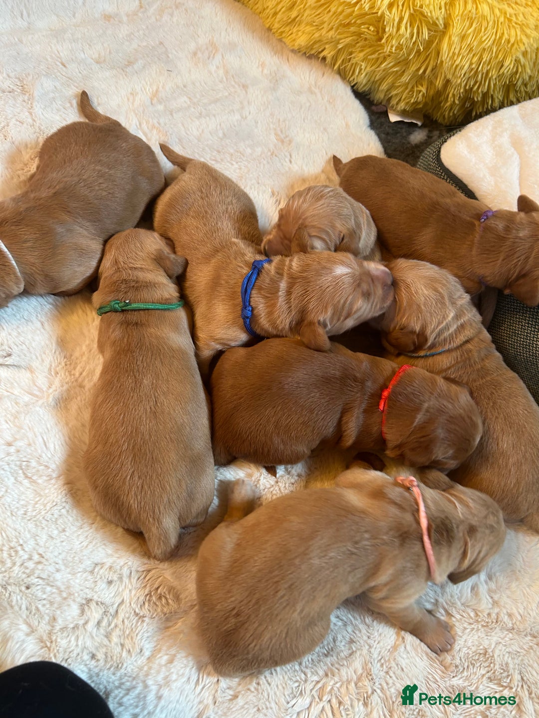 Golden Retriever dogs for sale: Lovely Litter 🐶 KC registered🐶health tested  - Advert 4