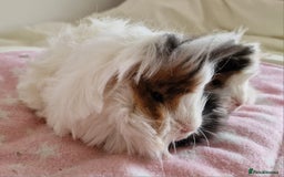 Guinea Pig rodents for sale: Pure Peruvian Sisters - Image 6