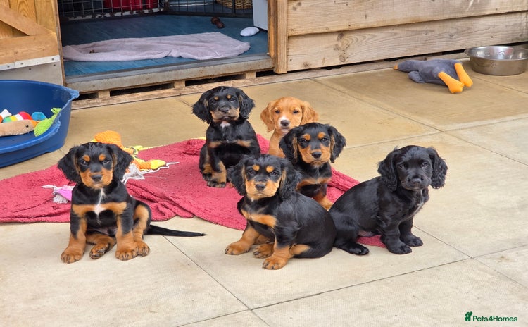 Cocker Spaniel dogs - Advert 1