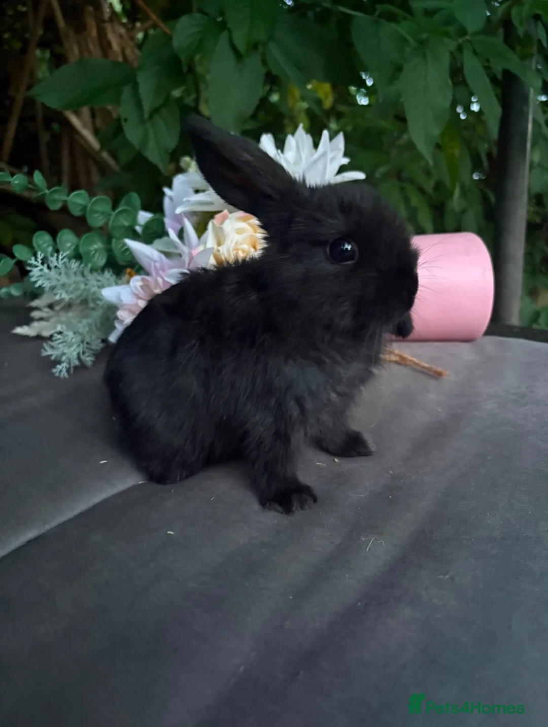 Mini Lop rabbits for sale: Black self mini lop Doe  in Smethwick - Advert 4