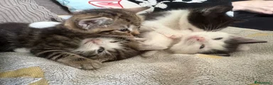 Domestic Shorthair 1