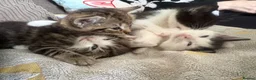 Domestic Shorthair cats for sale: Four kittens needing a home - Advert 14