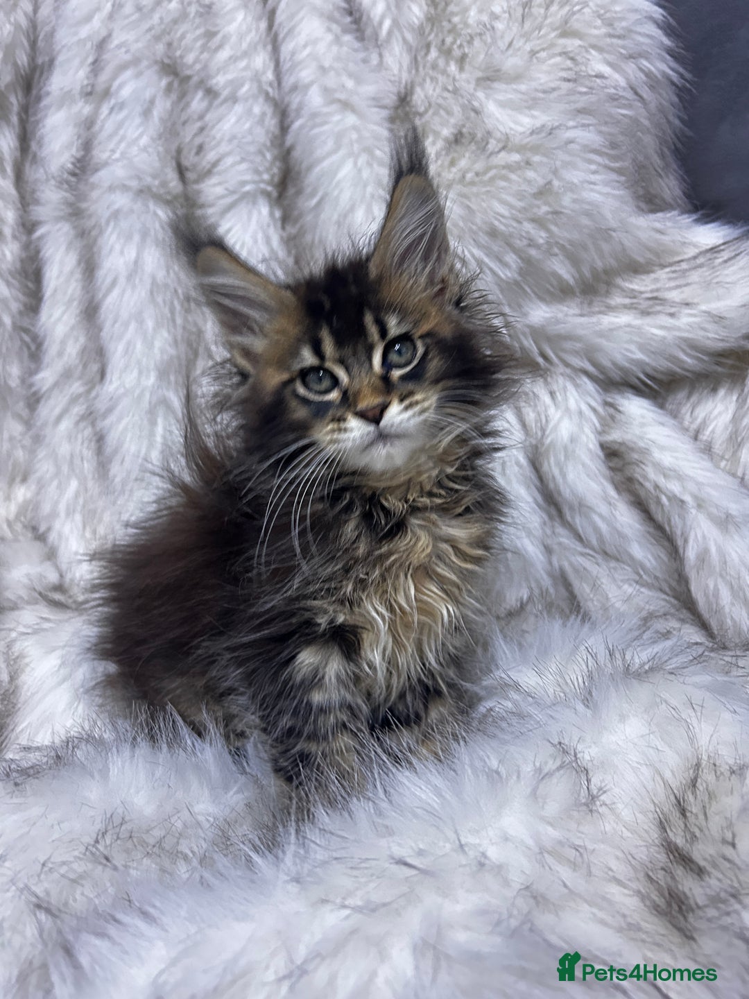 Maine Coon cats for sale: Maine Coon kitten  - Advert 8