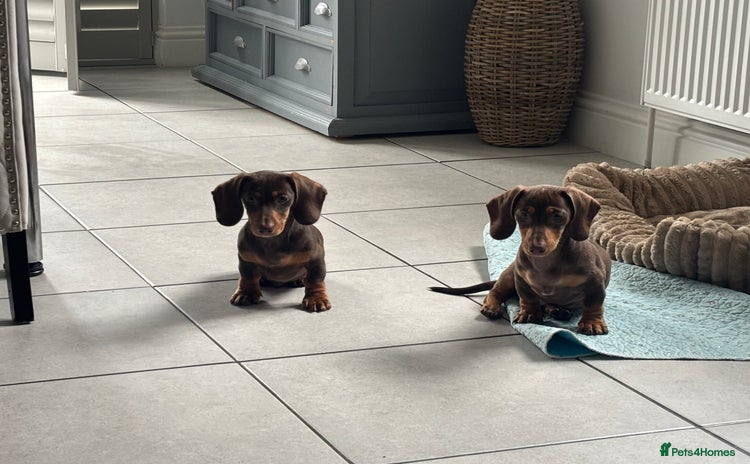 Miniature Dachshund dogs - Advert 12