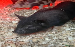 Pig livestock for sale: micro pigs - Image 14