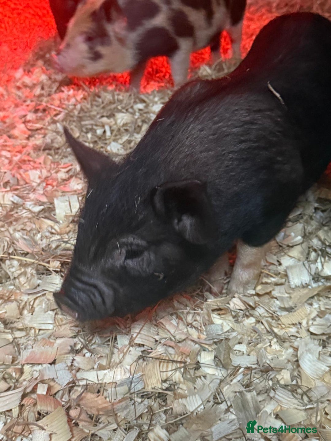 Pig livestock for sale: micro pigs - Image 14