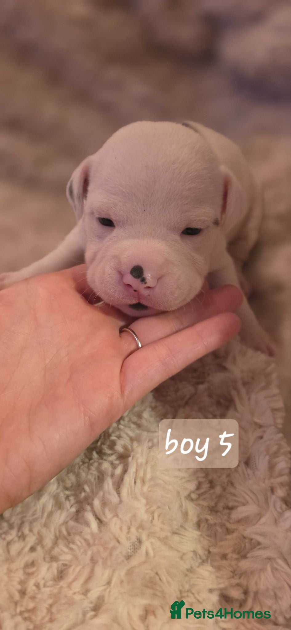 Mixed Breed dogs Beautiful puppies 🐶  - Advert 9