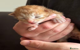 Siberian cats for sale: Exceptional Siberian Kittens - Waiting List Open - Image 8