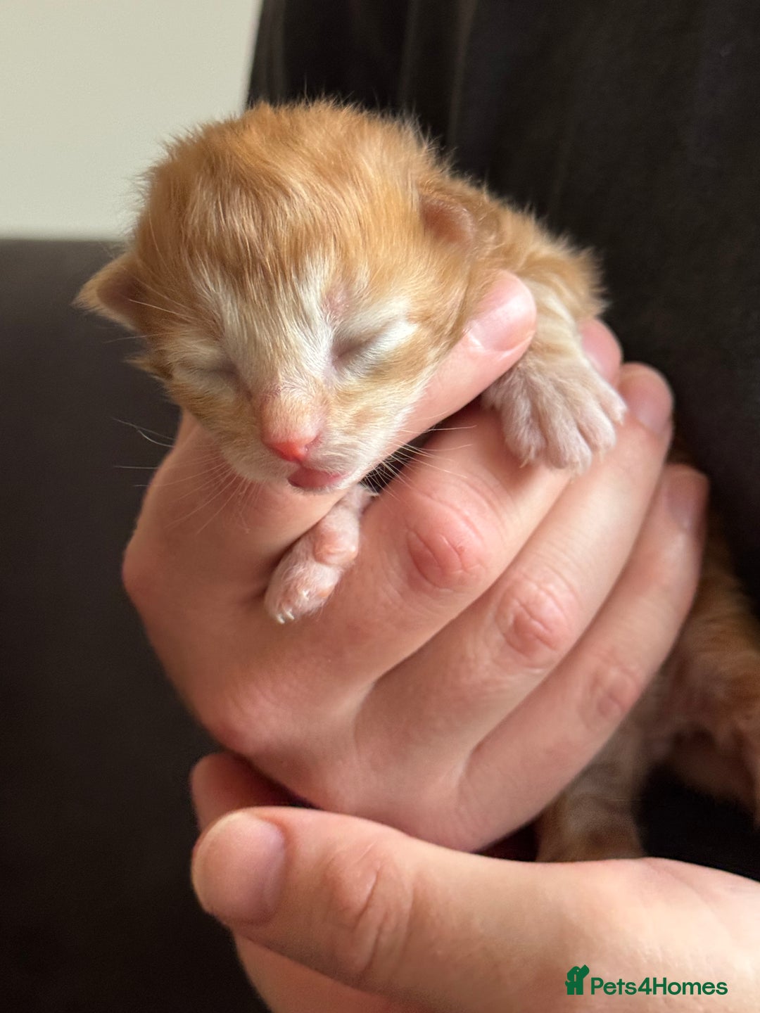 Siberian cats for sale: Exceptional Siberian Kittens - Waiting List Open - Image 8