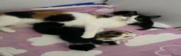 Mixed Breed cats for sale: Looking for forever home - Advert 9
