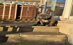 French Bulldog dogs for stud: Blue Brindle KC Registered French Bulldog - Image 3