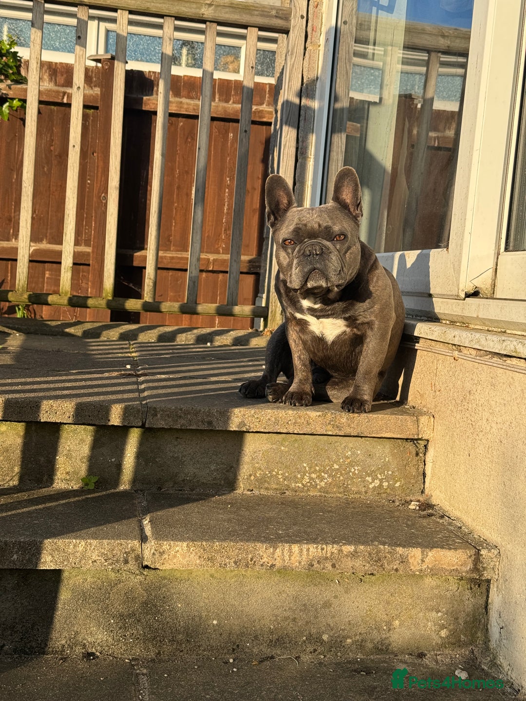 French Bulldog dogs for stud: Blue Brindle KC Registered French Bulldog - Image 3