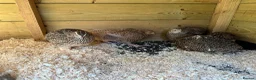 Quail poultry for sale: Different colours Coturnix Quail  - Advert 5
