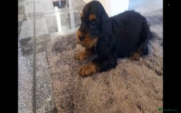 Cocker Spaniel dogs for sale: 🐾 Show Type Cocker Spaniel 🐾 - Image 2