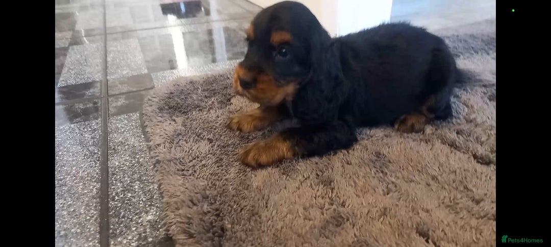Cocker Spaniel dogs for sale: 🐾 Show Type Cocker Spaniel 🐾 - Image 2