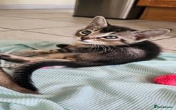 Abyssinian cats for sale: Abyssinian and Bengal x kittens 😻 - Image 3