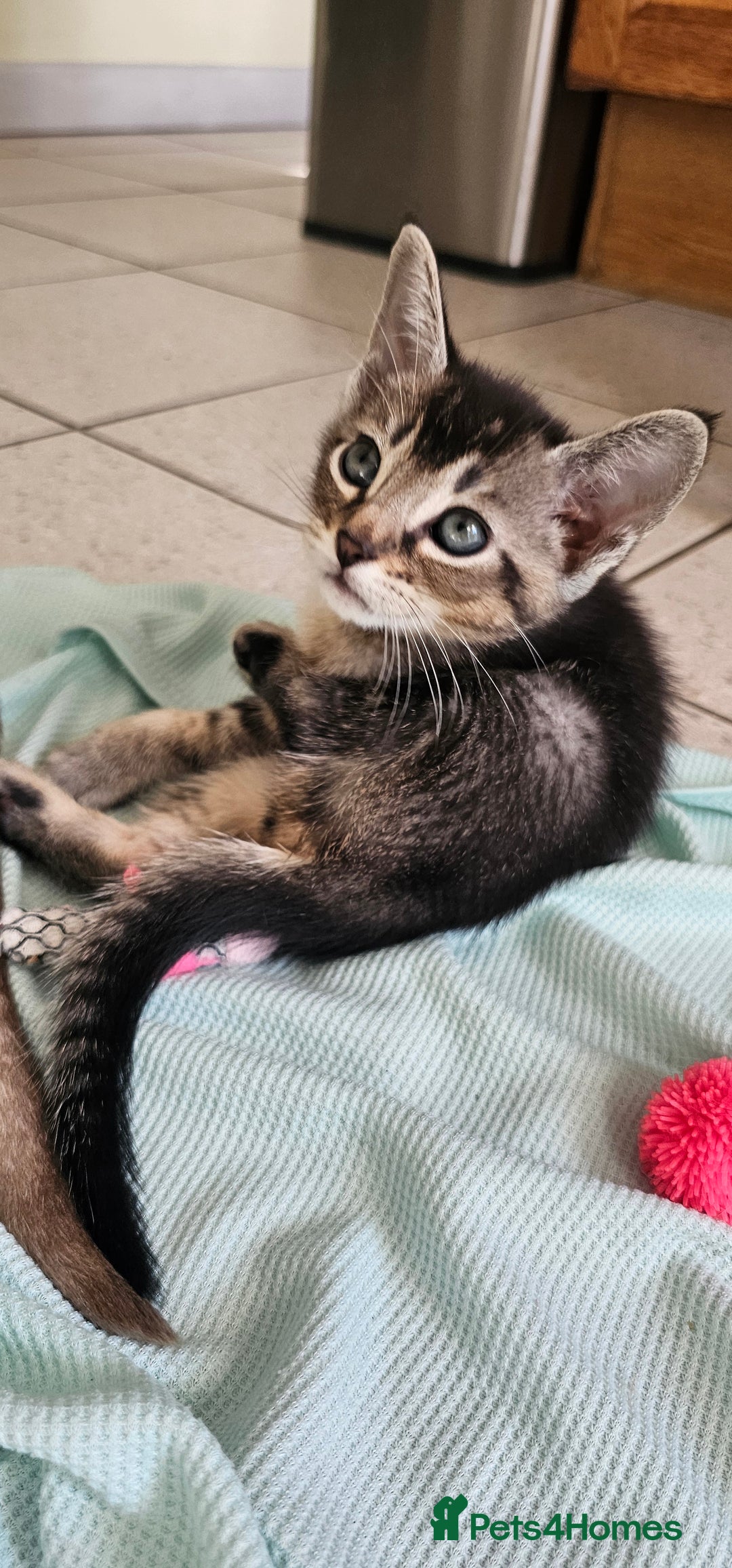 Abyssinian cats for sale: Abyssinian and Bengal x kittens 😻 - Image 3