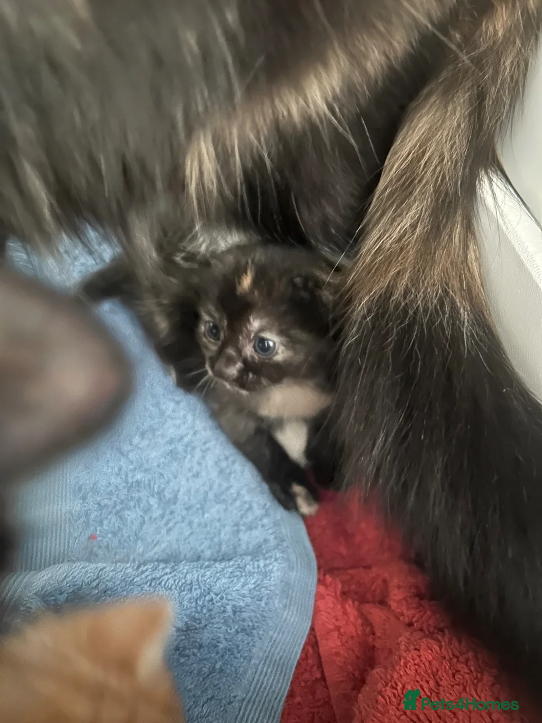 Mixed Breed cats for sale: Female tortie kitten - Advert 1