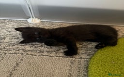 British Shorthair cats for sale: British Shorthair kittens  - Image 4