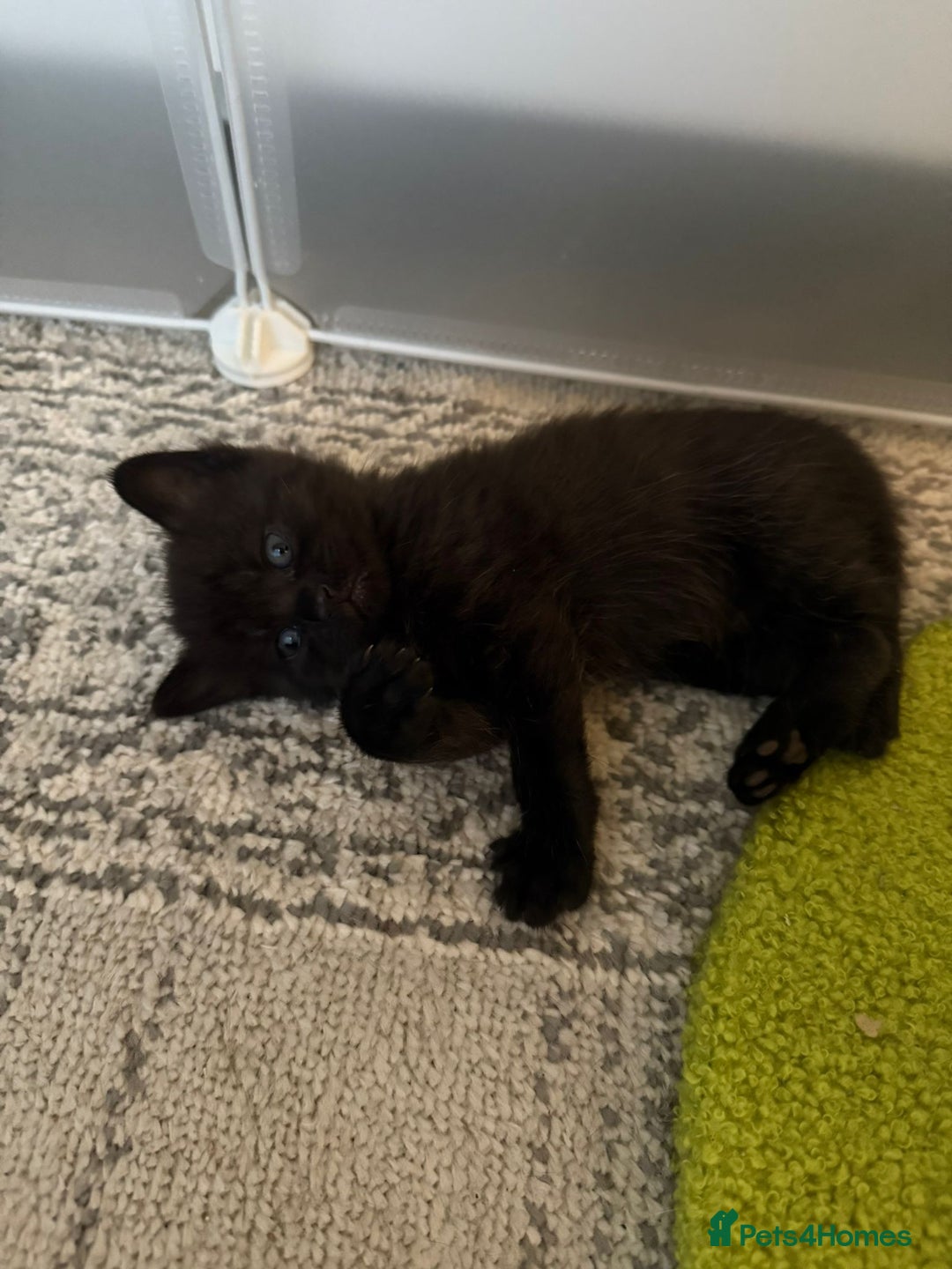 British Shorthair cats for sale: British Shorthair kittens  - Image 4