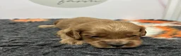Cavapoo dogs for sale: 🌟 Beautiful Cavapoo puppies 🌟 - Advert 7
