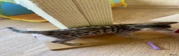 Bengal cats for sale: Beautiful Male Bengal Brown Rosetted Kitten in Diss - Advert 5