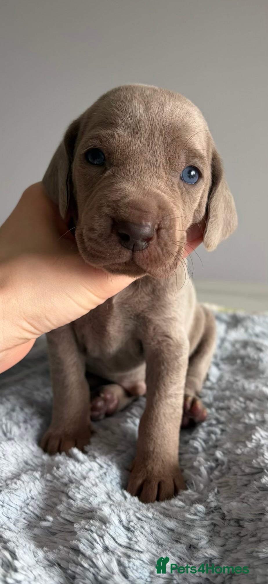 Weimaraner dogs 💎LAST BOY AVAILABLE 💎 Weimaraner puppies  - Advert 14