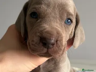 Weimaraner dogs 💎LAST BOY AVAILABLE 💎 Weimaraner puppies - Advert 14