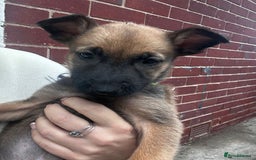 Belgian Shepherd Dog dogs for sale: Belgian Melinous pups ready for homes - Image 10