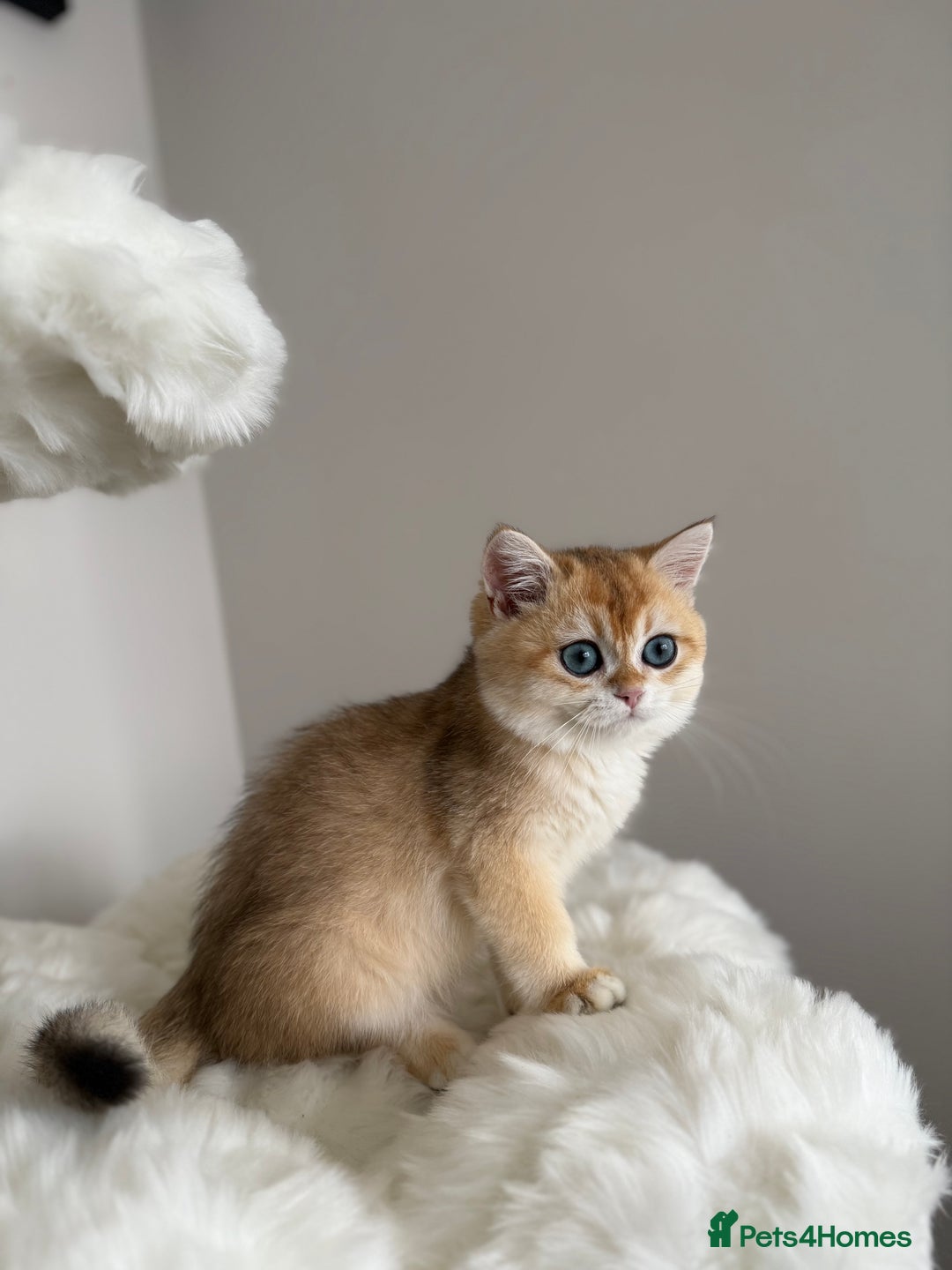 British Shorthair cats for sale: British Shorthair Golden Lilac kittens  - Image 20