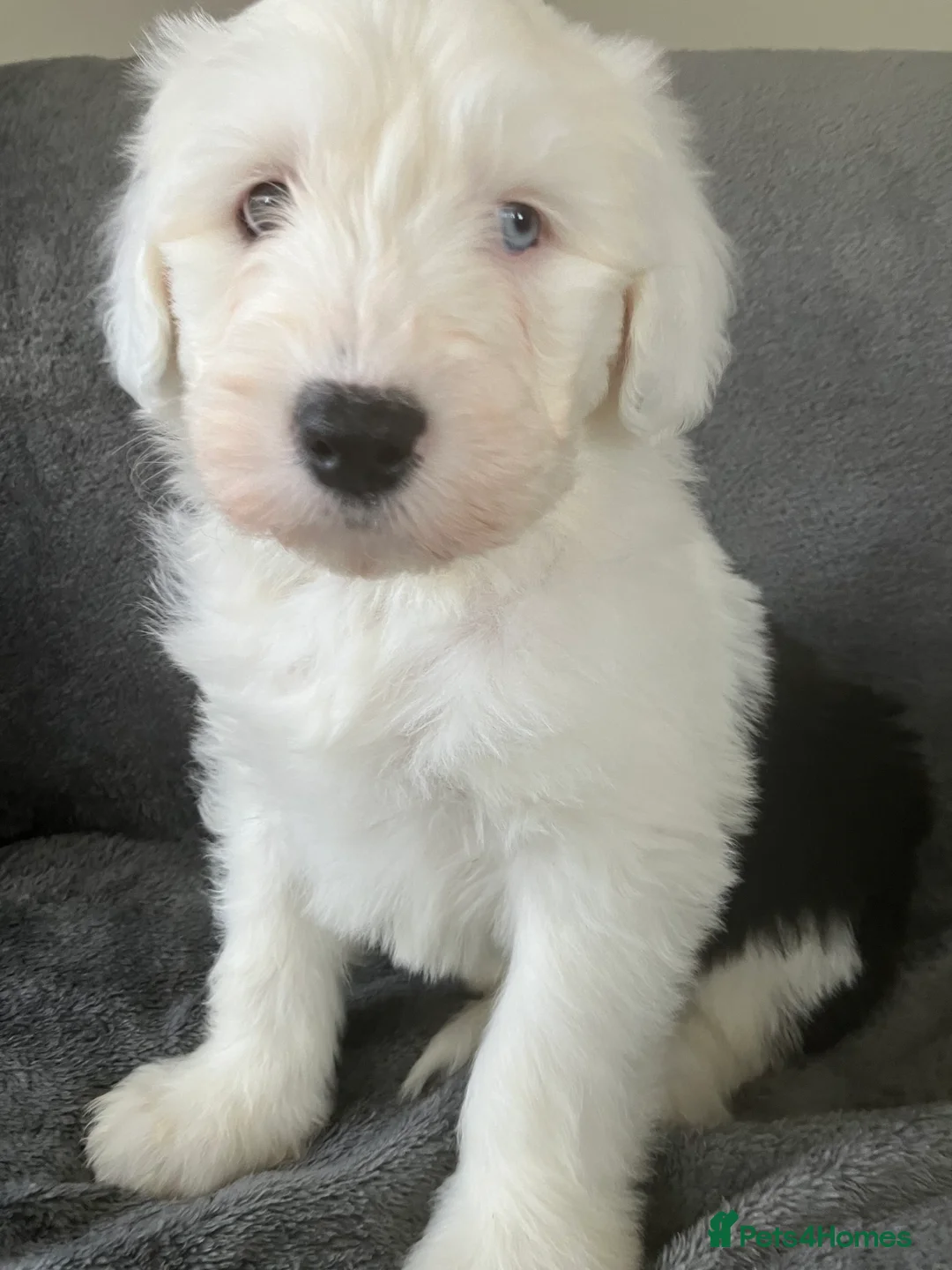 Old English Sheepdog dogs for sale: HEALTH TESTED OLD ENGLISH SHEEPDOG PUPPIES  - Advert 3