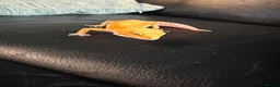 Leopard Gecko reptiles for sale: Leopard gecko  - Advert 6