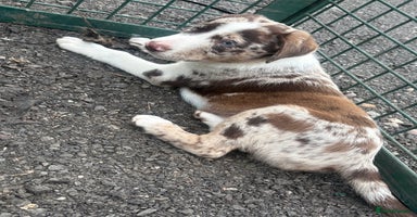 Mixed Breed dogs - Advert 2