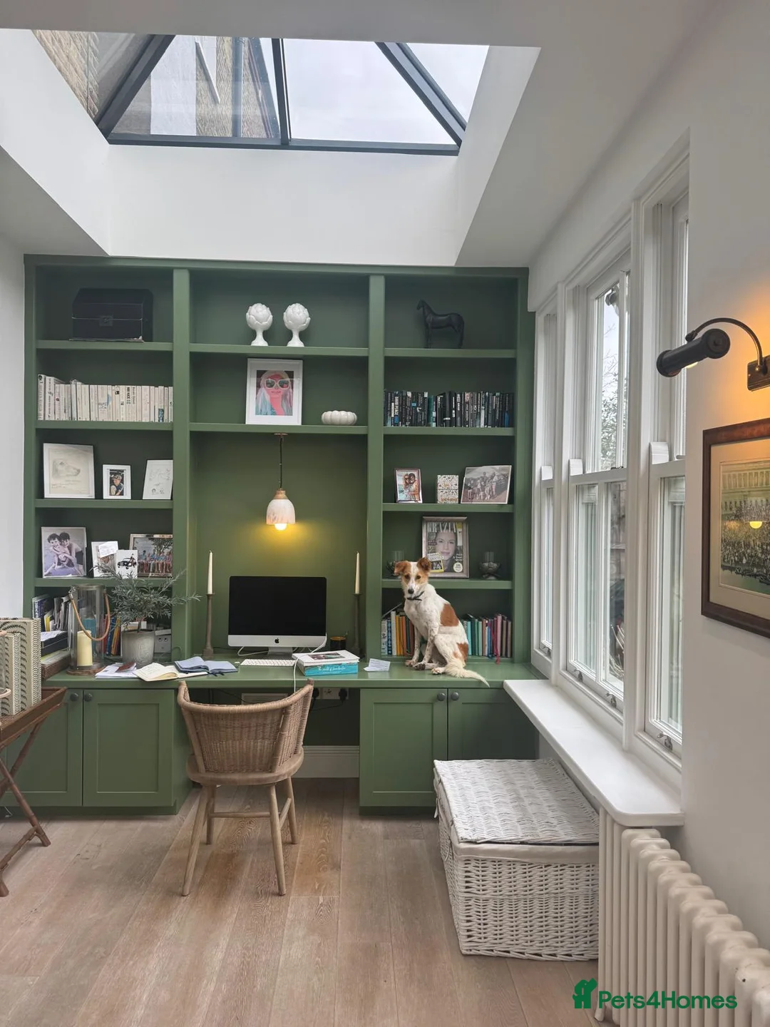 Mixed Breed dogs for sale: Orangina, 18 Months, London (Sri Lanka rescue) - Advert 5