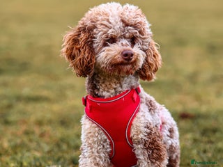 Miniature Poodle dogs in Doncaster - Advert 3