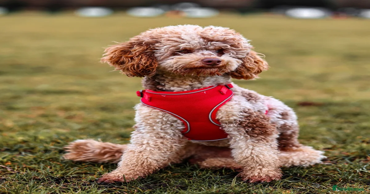 💥FOR STUD💥 CHOC MERLE PHANTOM MINI POODLE for stud in Doncaster