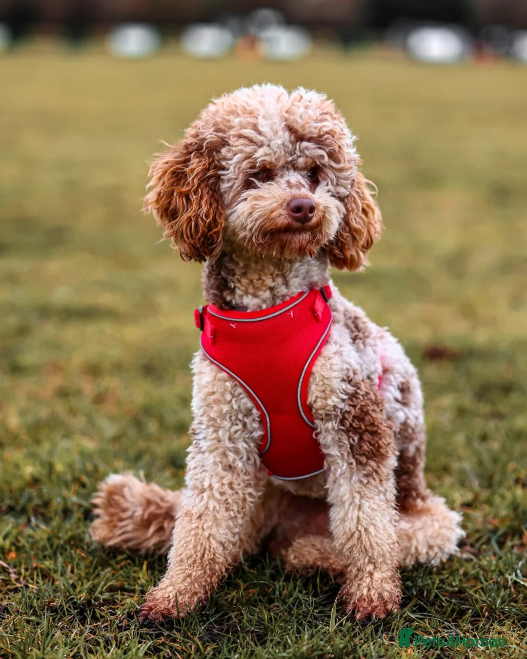 Miniature Poodle dogs for stud: 💥FOR STUD💥 CHOC MERLE PHANTOM MIN POODLE in Doncaster - Advert 1