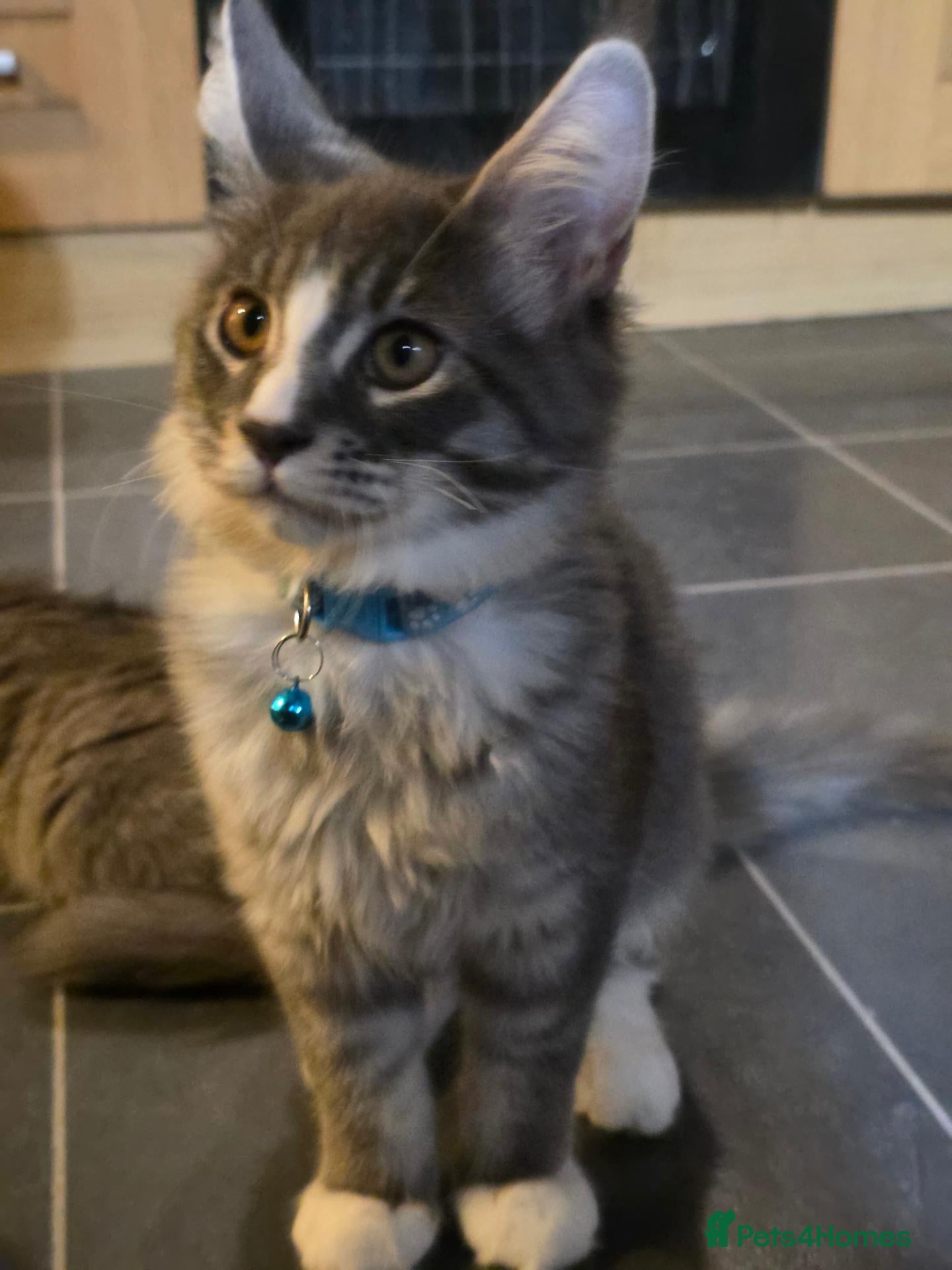 Maine Coon cats ❤️ TICA Registered Maine Coon Kittens Ready Now ❤️ - Advert 2