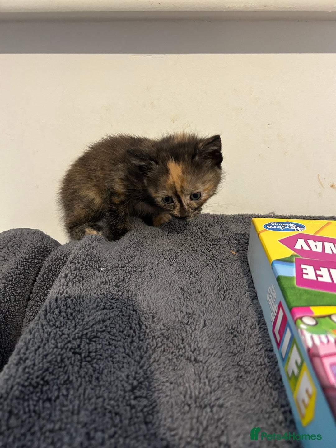 Mixed Breed cats for sale: Kittens  - Advert 3