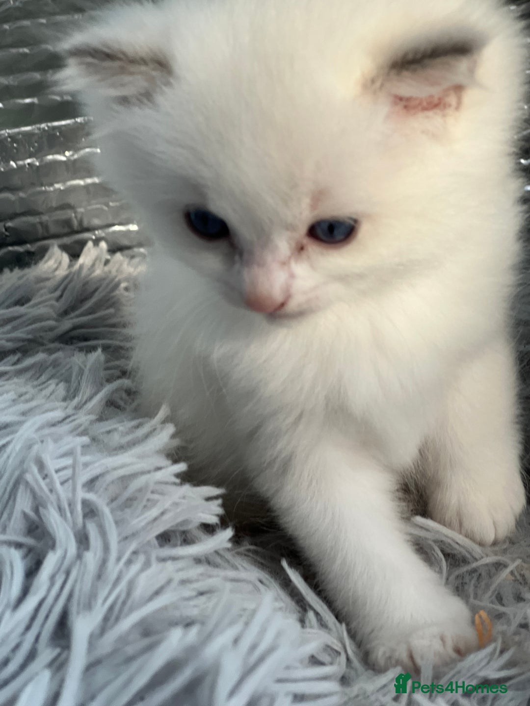Ragdoll cats for sale: Blue mitted and bicolour ragdolls - Image 19