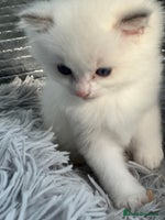 Ragdoll cats - Advert 9