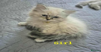 Siberian cats - Advert 10