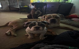 Mixed Breed dogs for sale: Koda for rehome  - Advert 4