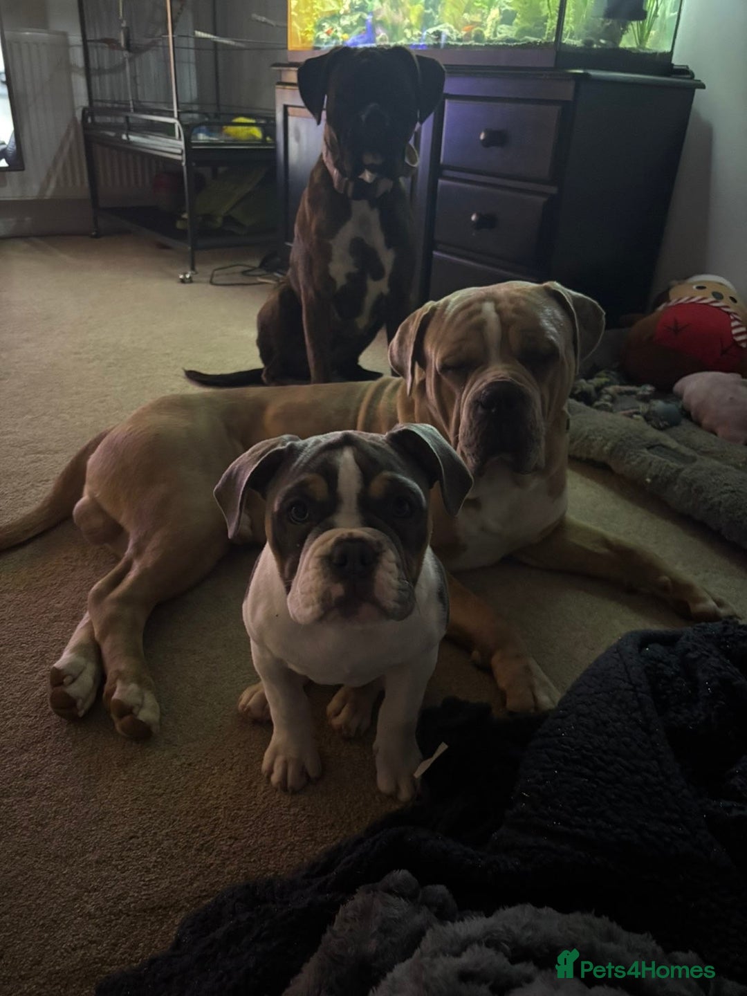 Mixed Breed dogs for sale: Koda for rehome  - Advert 4