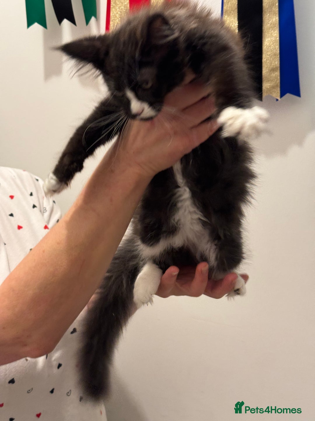 Maine Coon cats for sale: Gorgeous Maine Coon Girl by Gr. Champions For Sale - Advert 4