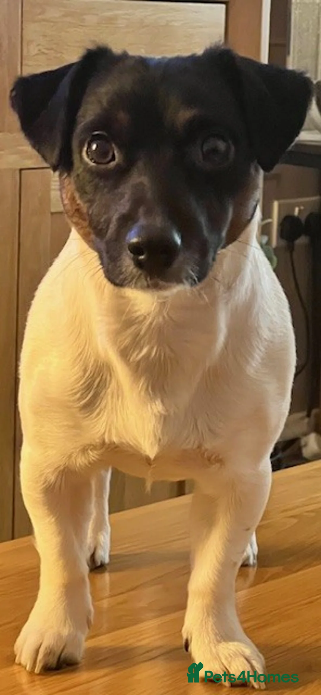 Jack Russell dogs for stud: Amazing Jack Russell for stud - Advert 2